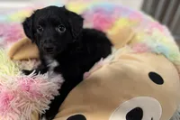 Spooky, a male Miniature Aussiedoodle for sale in Lebanon, MO – 2 of 4
