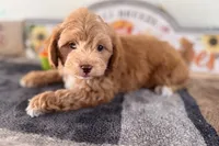 Ozzy, a male Shihpoo for sale in Lebanon, MO – 3 of 7