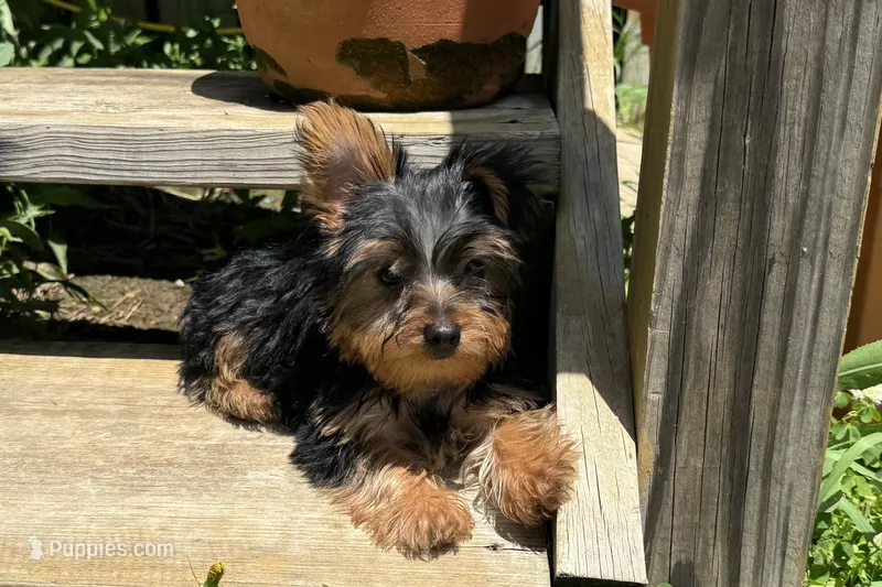 McTiny – Yorkshire Terrier puppy for sale in Lebanon, MO