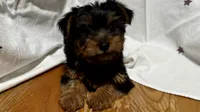 Jax, a male Yorkshire Terrier for sale in Lebanon, MO – 4 of 10