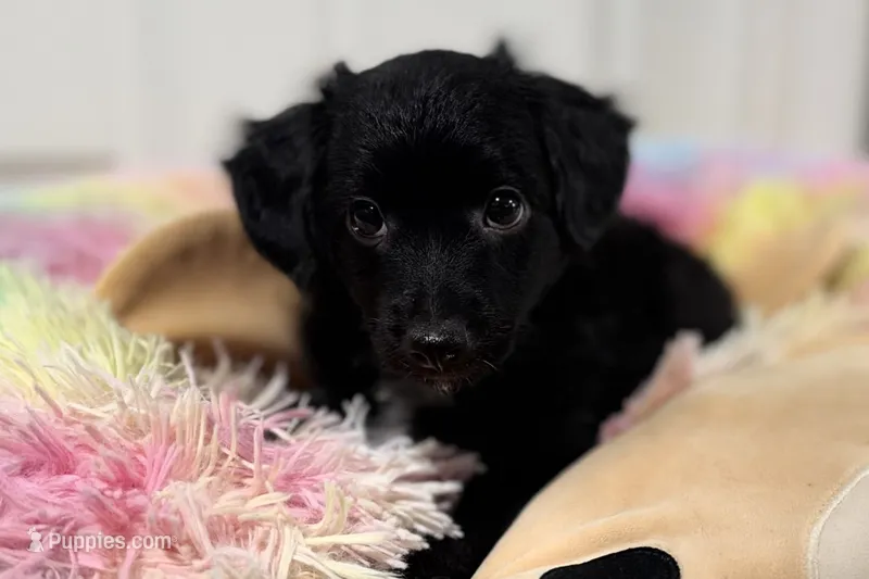 Spooky, a male Miniature Aussiedoodle for sale in Lebanon, MO – 1 of 4
