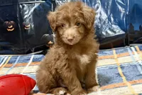 Coco, a male Miniature Aussiedoodle for sale in Lebanon, MO – 5 of 6