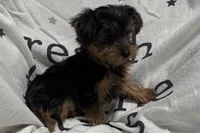 Jax, a male Yorkshire Terrier for sale in Lebanon, MO – 9 of 10