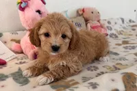 Ginger, a female Shihpoo for sale in Lebanon, MO – 6 of 10