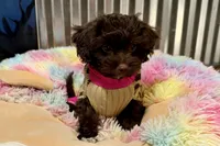 Boots, a female Shihpoo for sale in Lebanon, MO – 1 of 10