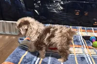 Junie B, a female Miniature Aussiedoodle for sale in Lebanon, MO – 2 of 10