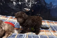 Luna, a female Miniature Aussiedoodle for sale in Lebanon, MO – 3 of 10
