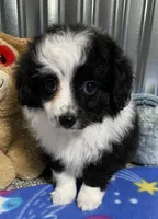 SISSY, a female Aussiedoodle for sale in Lebanon, MO – Photo 4 of 4