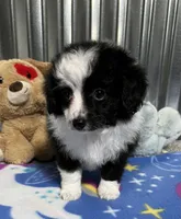 SISSY, a female Aussiedoodle for sale in Lebanon, MO – Photo 2 of 4