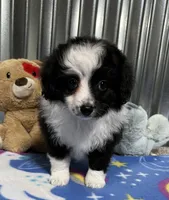 SISSY, a female Aussiedoodle for sale in Lebanon, MO – Photo 3 of 4