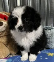 SISSY, a female Aussiedoodle for sale in Lebanon, MO – Photo 1 of 4