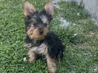 McTiny, a male Yorkshire Terrier for sale in Lebanon, MO – 2 of 9