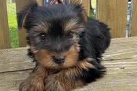 Dandi, a male Yorkshire Terrier for sale in Lebanon, MO – 8 of 10