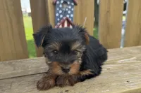 Dandi, a male Yorkshire Terrier for sale in Lebanon, MO – 2 of 10