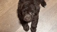 Luna, a female Miniature Aussiedoodle for sale in Lebanon, MO – 4 of 10