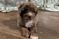 Mini, a female Aussiedoodle for sale in Lebanon, MO – 5 of 10