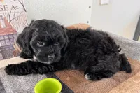 Reo, a male Shihpoo for sale in Lebanon, MO – 7 of 8