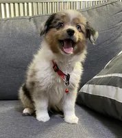 WILLIE, a male Toy Australian Shepherd for sale in Lebanon, MO – Photo 5 of 8