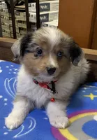 WILLIE, a male Toy Australian Shepherd for sale in Lebanon, MO – Photo 6 of 8