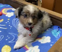 WILLIE, a male Toy Australian Shepherd for sale in Lebanon, MO – Photo 3 of 8
