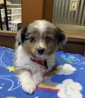 WILLIE, a male Toy Australian Shepherd for sale in Lebanon, MO – Photo 4 of 8