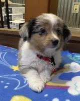 WILLIE, a male Toy Australian Shepherd for sale in Lebanon, MO – Photo 2 of 8