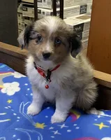 WILLIE, a male Toy Australian Shepherd for sale in Lebanon, MO – Photo 7 of 8