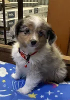 WILLIE, a male Toy Australian Shepherd for sale in Lebanon, MO – Photo 8 of 8