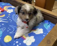WILLIE, a male Toy Australian Shepherd for sale in Lebanon, MO – Photo 1 of 8