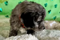 Snoop Dog, a male Miniature Aussiedoodle for sale in Lebanon, MO – Photo 2 of 5