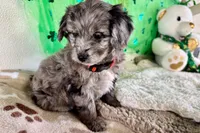 Snoop Dog, a male Miniature Aussiedoodle for sale in Lebanon, MO – Photo 1 of 5