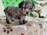 Snoop Dog, a male Miniature Aussiedoodle for sale in Lebanon, MO – Photo 4 of 5