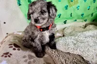 Snoop Dog, a male Miniature Aussiedoodle for sale in Lebanon, MO – Photo 5 of 5