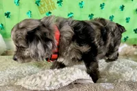 Snoop Dog, a male Miniature Aussiedoodle for sale in Lebanon, MO – Photo 3 of 5