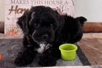 Reo, a male Shihpoo for sale in Lebanon, MO – 5 of 8