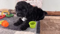 Reo, a male Shihpoo for sale in Lebanon, MO – 5 of 10