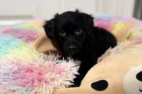Spooky, a male Miniature Aussiedoodle for sale in Lebanon, MO – 3 of 4