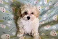 Bubby, a male Havapoo for sale in Lebanon, MO – Photo 6 of 9