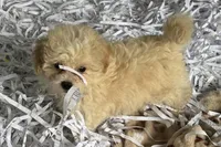 Bubby, a male Havapoo for sale in Lebanon, MO – Photo 8 of 9