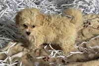 Bubby, a male Havapoo for sale in Lebanon, MO – Photo 3 of 9