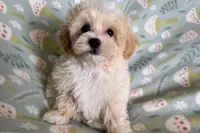 Bubby, a male Havapoo for sale in Lebanon, MO – Photo 4 of 9