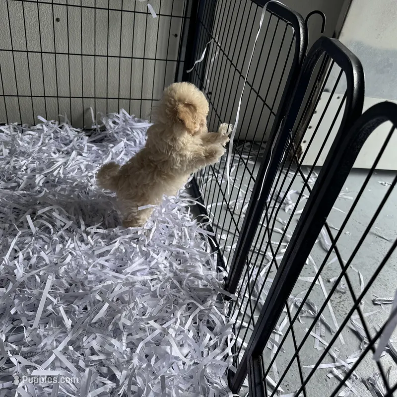 Bubby – Havapoo puppy for sale in Lebanon, MO