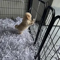 Bubby, a male Havapoo for sale in Lebanon, MO – Photo 1 of 9