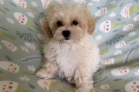 Bubby, a male Havapoo for sale in Lebanon, MO – Photo 5 of 9