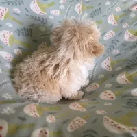 Bubby, a male Havapoo for sale in Lebanon, MO – Photo 9 of 9