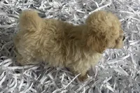 Bubby, a male Havapoo for sale in Lebanon, MO – Photo 2 of 9