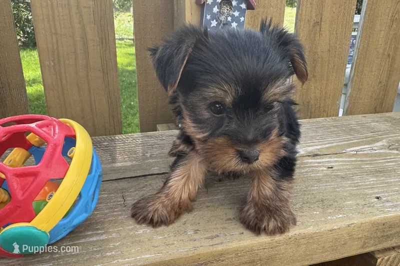Dandi – Yorkshire Terrier puppy for sale in Lebanon, MO