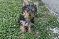 McTiny, a male Yorkshire Terrier for sale in Lebanon, MO – 4 of 9