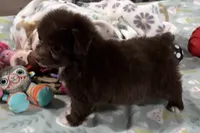 Trigger , a male Miniature Aussiedoodle for sale in Lebanon, MO – 8 of 9