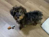 Kandy, a female Aussiedoodle and Miniature Aussiedoodle for sale in Lebanon, MO – Photo 4 of 10